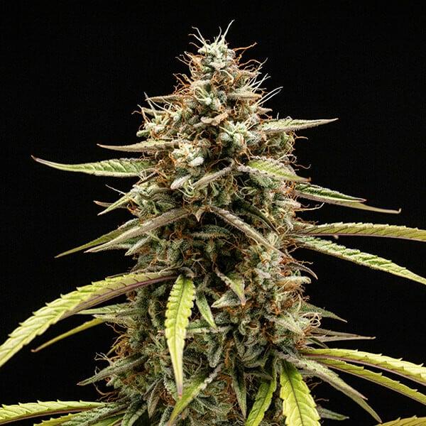 Samen 3x Orion F1 Automatik Royalqueenseeds